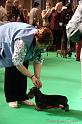 Crufts2011_2 808